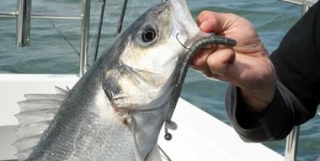  Salidas de pesca de lubina 